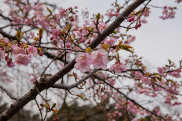 樹木公園の河津桜