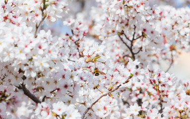 Cherry blossoms and a bee in full bloom in the warm spring sunlight. Japanese cherry, Sakura
