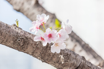 Cherry blossoms in full bloom in the warm spring sunlight. Japanese cherry,&nbsp;Sakura