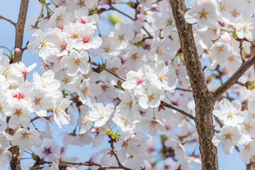 Cherry blossoms in full bloom in the warm spring sunlight. Japanese cherry, Sakura