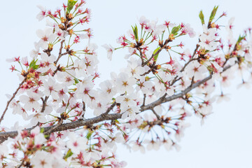 Cherry blossoms in full bloom in the warm spring sunlight. Japanese cherry, Sakura