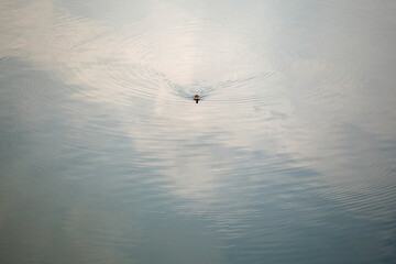View of the swimming duck on the lake
