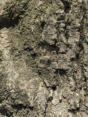 tree background,fondo de arbol
