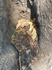 tree background,fondo de arbol
