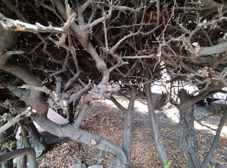Dry branches of a tree in the garden, Ramas secas de un árbol en el jardín 
