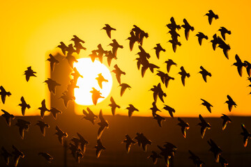 ハマシギの群飛と朝日