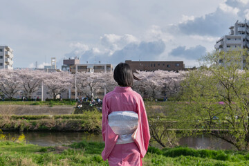 河岸の桜を見る着物を着た女性の後ろ姿