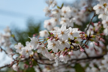 樹木公園の桜　ソメイヨシノ