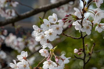 樹木公園の桜　ソメイヨシノ