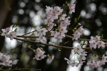 樹木公園の桜　ソメイヨシノ