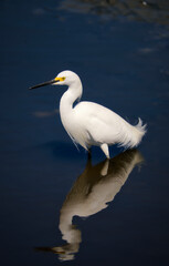 Snowy egret wading with reflection.