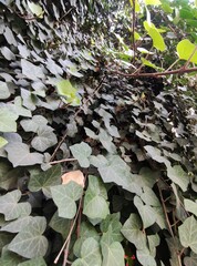green ivy leaves, hojas de hiedra verde
