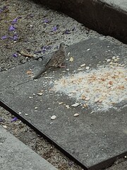 Gray bird resting in the shade of a tree after finishing eating, Pájaro gris  descansando en la...
