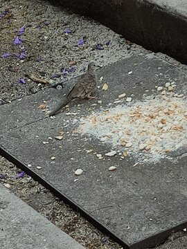 Gray bird resting in the shade of a tree after finishing eating, P&aacute;jaro gris&nbsp; descansando en la sombra de un &aacute;rbol al terminar de comer&nbsp;
