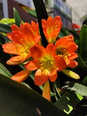 orange flower in the garden, flor de color narajado en el jardin	