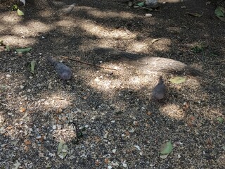 Two gray birds eating in the park
,Dos pájaros de color grises comiendo en el parque