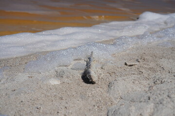 Dead fish and brown sea