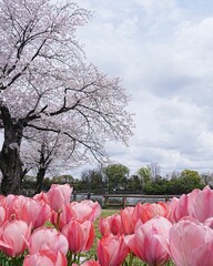 春爛漫さくらとチューリップ咲く公園