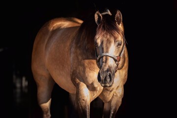 Obraz premium Portrait of a beautiful black horse on a black background, Horse on dark backround.