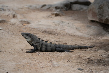 Iguana