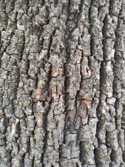 bark of a tree, corteza de un árbol
