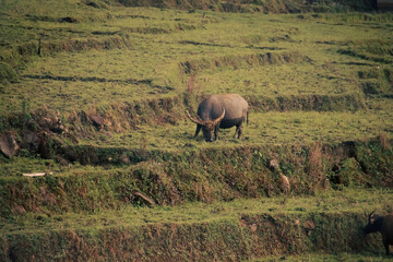 A water buffalo grazing peacefully in the terraced rice field in the rural countryside in Lao Cai Village in Sa pa, Vietnam