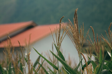 Focus on the young corn plants with tassels in the foreground with a blurred a quaint farm house in...