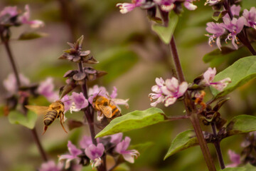 a day in the life of bees hunting basil