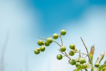 National Memorial Cemetery of the Pacific , Punchbowl Crater, Oahu Hawaii. Sapindus saponaria is a small to medium-sized deciduous tree native to the Americas. wingleaf soapberry, western soapberry, 