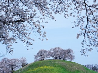 日本の美しい桜景色　埼玉県行田市さきたま古墳公園