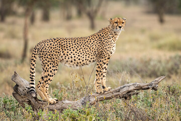 A Cheetah watching for prey in Tanzania Serengeti National Park, Africa. - obrazy, fototapety, plakaty