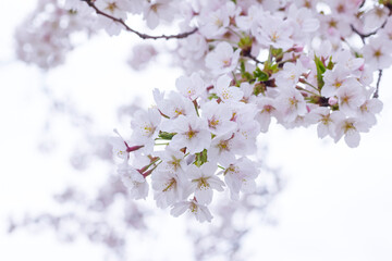 満開を迎えた桜の花 ソメイヨシノ