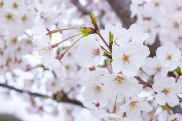 満開を迎えた桜の花 ソメイヨシノ