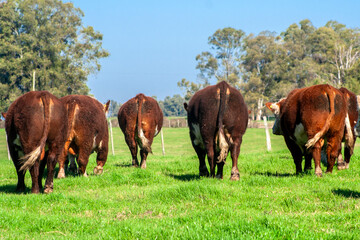 Herd of Hereford cattle on the pasture in brazilian ranch.