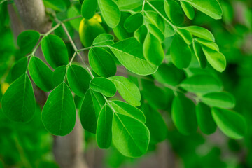 Kelor (merunggai, Moringa oleifera, drumstick tree, horseradish tree, malunggay) leaves. The leaves...