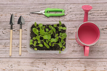 A container with seedlings, a watering can and a tool for tillage on a wooden background.