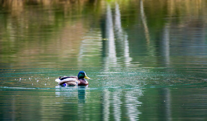 Duck Floating on Adrspach Teplice Rock Formation Water