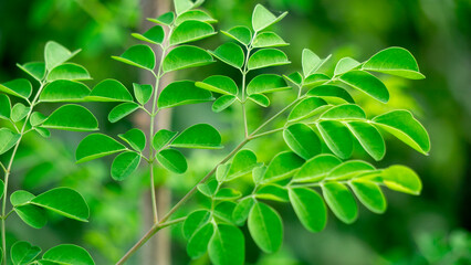 Kelor (merunggai, Moringa oleifera, drumstick tree, horseradish tree, malunggay) leaves. The leaves...