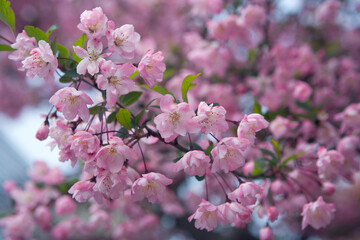 ピンク色の可愛い花