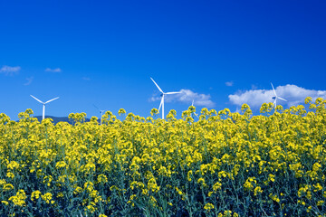 菜の花と風力発電