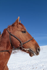 Horse head with bridle against the sky
