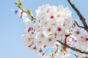 Cherry blossoms in full bloom in the warm spring sunlight. Japanese cherry, Sakura