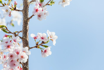 Cherry blossoms in full bloom in the warm spring sunlight. Japanese cherry, Sakura