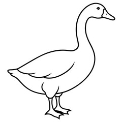 duck isolated on white