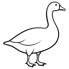 white goose isolated on white