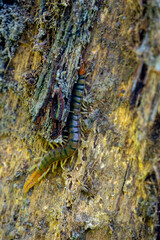 Brown centipedes (Lipan, kilopoda, kelabang) hide in dry wood