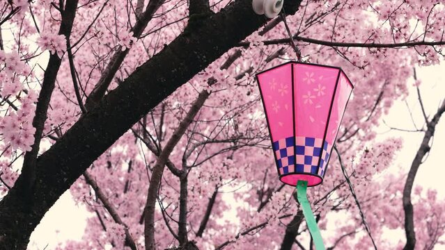 Cherry Blossom Festival. cherry blossoms and lanterns.  桜まつり。桜と灯篭