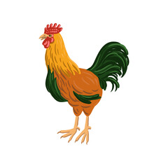 vector drawing rooster, bird isolated at white background, hand drawn illustration