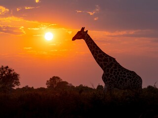 Matahari terbit di Botswana pagi ini dengan zirafah.