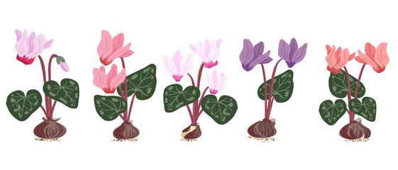 sowbreads, different color types of Cyclamen flowers with bulbs, vector drawing wild plants at white background, ,floral element, hand drawn botanical illustration - 780220462